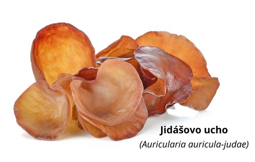 Jidášovo ucho Auricularia